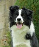 Border Collie 9A014D-19